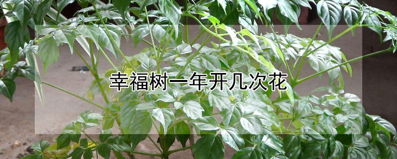 幸福树一年开几次花 幸福树一年开几次花结果