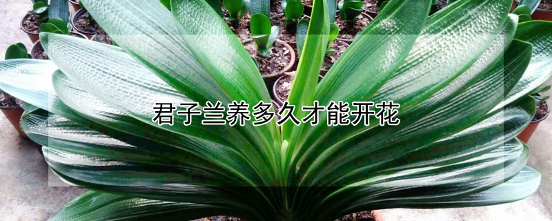 君子兰养多久才能开花（君子兰养多久才能开花结果）