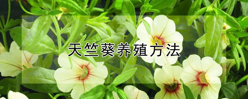 天竺葵养殖方法 天竺葵养殖方法和注意