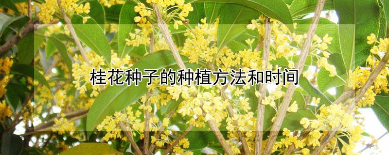 桂花种子的种植方法和时间（桂花种子的种植方法和时间在河南）