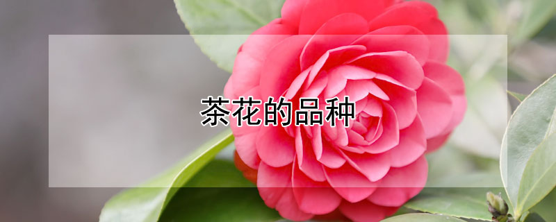 茶花的品种 茶花的品种与图片大全