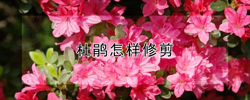 杜鹃怎样修剪（杜鹃怎样修剪视频）