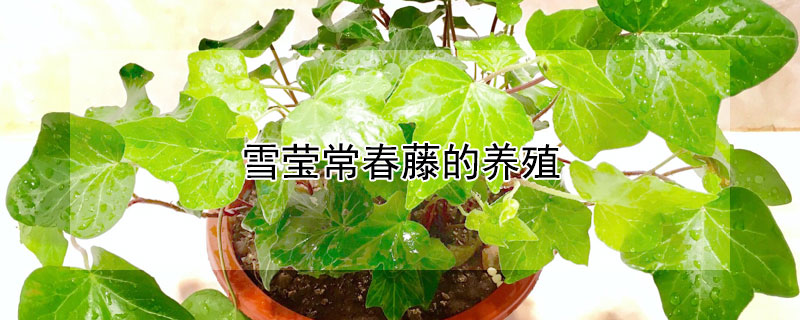 雪莹常春藤的养殖 雪莹常春藤能长多大