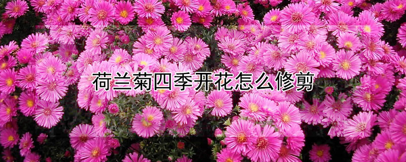 荷兰菊四季开花怎么修剪（荷兰菊四季开花怎么修剪枝条）