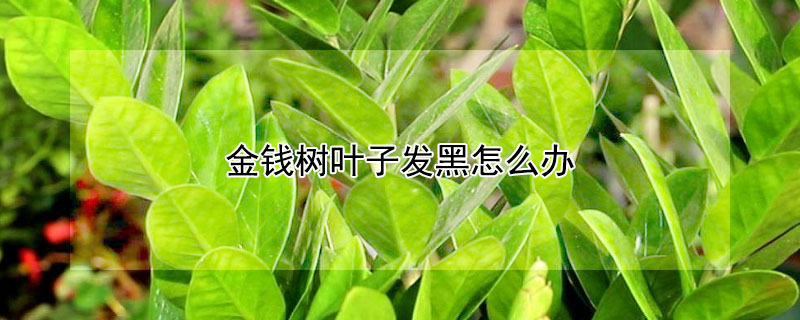 金钱树叶子发黑怎么办 金钱树叶子发黑发黄