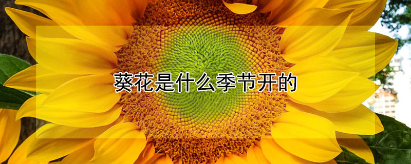 葵花是什么季节开的（向日葵花是什么季节开的）