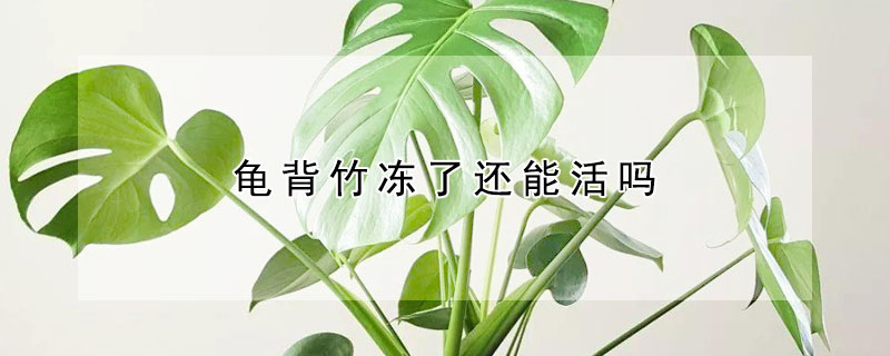 龟背竹冻了还能活吗（龟背竹冻了还能活吗视频）