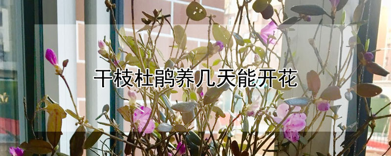 干枝杜鹃养几天能开花 干枝杜鹃能开几次花