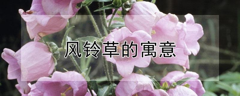风铃草的寓意 风铃草的寓意和象征花语