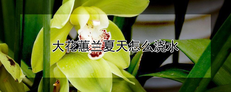 大花蕙兰夏天怎么浇水 大花蕙兰夏天怎么浇水呢
