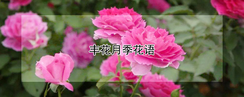 丰花月季花语（月季花为什么不能进家）