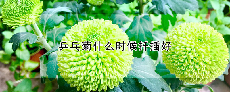乒乓菊什么时候扦插好（乒乓菊什么季节扦插）