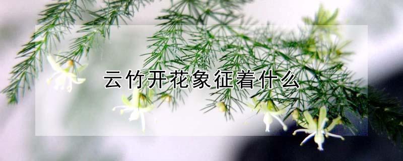 云竹开花象征着什么 文竹开花是好事还是坏事