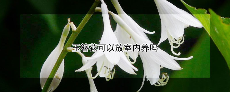 玉簪花可以放室内养吗 玉簪花可以放室内养吗冬天