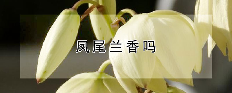 凤尾兰香吗 凤尾兰观赏特性