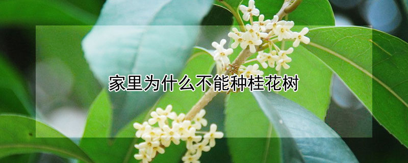 家里为什么不能种桂花树 家里为什么不能种桂花树的原因