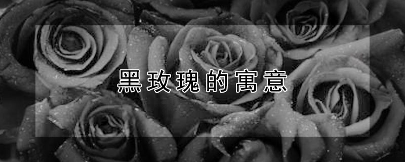 黑玫瑰的寓意（带刺的黑玫瑰的寓意）