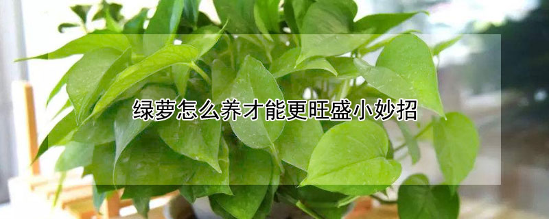 绿萝怎么养才能更旺盛小妙招（水培绿萝怎么养才能更旺盛小妙招）