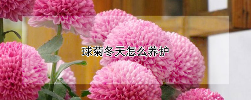 球菊冬天怎么养护（球菊冬天怎么养护好）