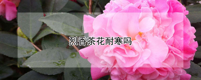 烈香茶花耐寒吗 烈香茶花耐寒几度