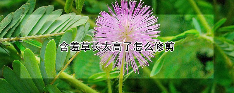 含羞草长太高了怎么修剪 含羞草剪下来的枝能插活吗