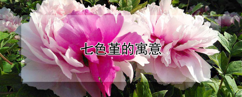 七色堇的寓意 七色堇的寓意是什么