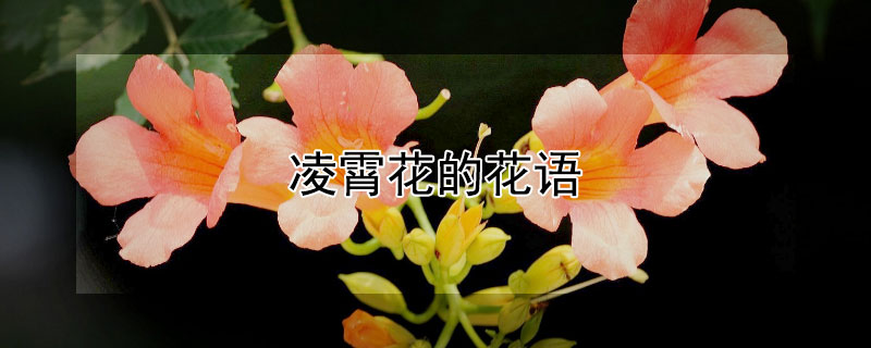 凌霄花的花语（凌霄花的花语是什么）