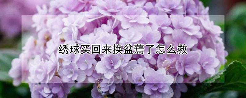 绣球买回来换盆蔫了怎么救 绣球拿回来移盆后有点蔫