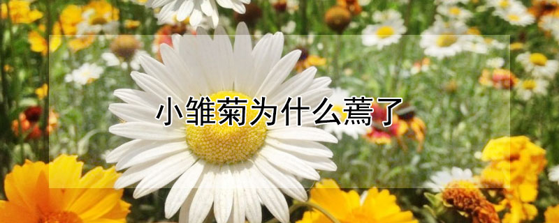 小雏菊为什么蔫了 小雏菊为什么蔫了还会开花