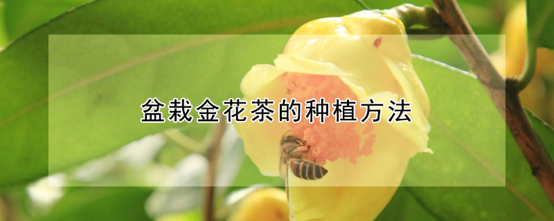 盆栽金花茶的种植方法（盆栽金花茶的种植方法和时间）