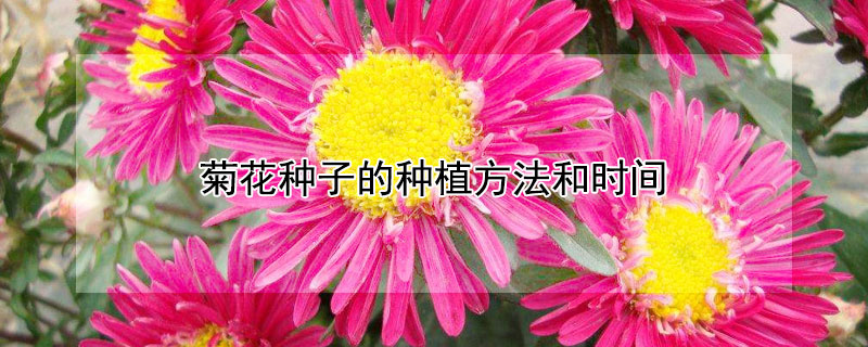 菊花种子的种植方法和时间 菊花种子能种出菊花吗
