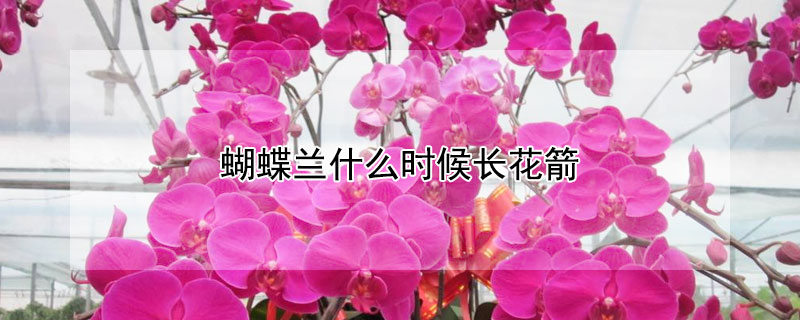 蝴蝶兰什么时候长花箭（蝴蝶兰什么时候开始长花箭）