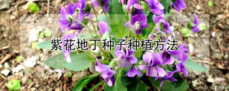 紫花地丁种子种植方法 紫花地丁种子种植方法和时间