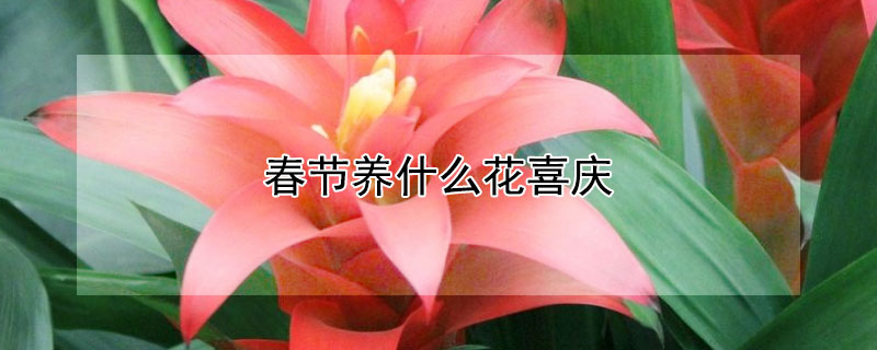 春节养什么花喜庆（春节养什么花寓意好）