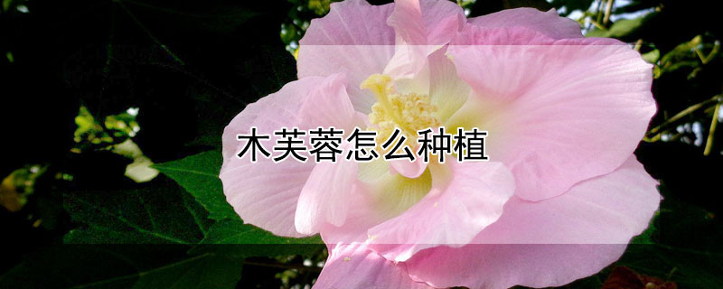 木芙蓉怎么种植 木芙蓉种植时间