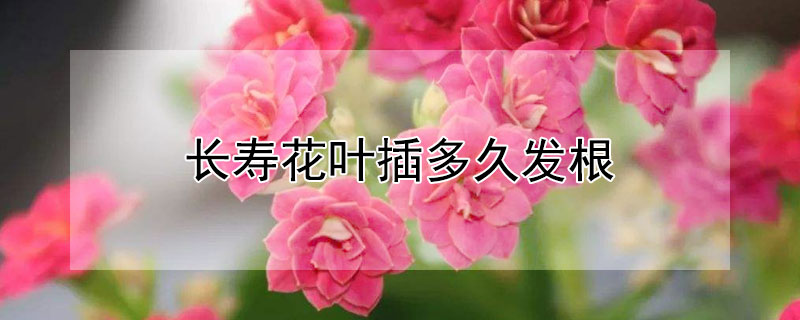 长寿花叶插多久发根（长寿花叶插一般多久发芽）