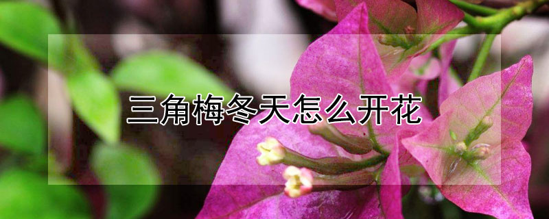 三角梅冬天怎么开花 三角梅冬天怎么开花的