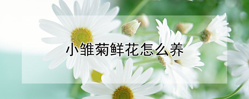 小雏菊鲜花怎么养 小雏菊鲜花怎么养活