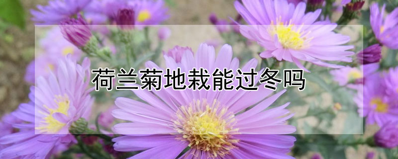 荷兰菊地栽能过冬吗（地栽荷兰菊过冬前需要修剪一下吗吗）