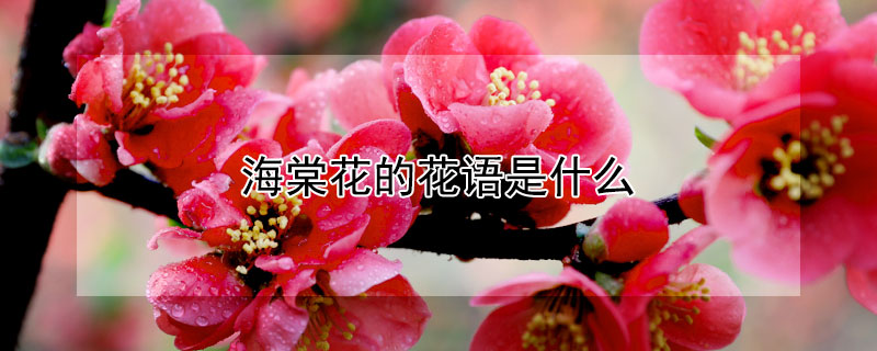 海棠花的花语是什么（海棠花的花语是什么?海棠花照片）
