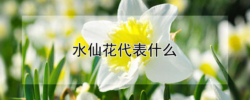 水仙花代表什么（水仙花代表着什么寓意）