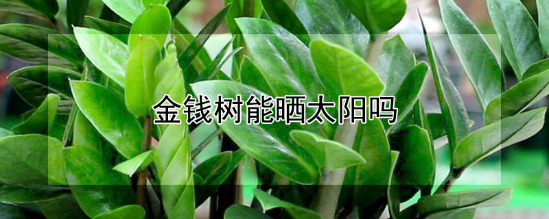 金钱树能晒太阳吗 金钱树三种人不能养