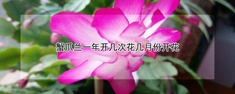 蟹爪兰一年开几次花几月份开花 蟹爪兰怎么养才能开花不断