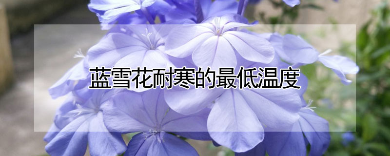 蓝雪花耐寒的最低温度（蓝雪花能耐的最低温度）