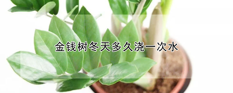 金钱树冬天多久浇一次水（金钱树冬天要浇水吗）