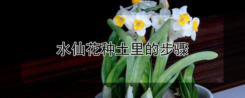 水仙花种土里的步骤（水仙花土种植方法和注意事项）