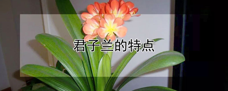 君子兰的特点 青岛大叶君子兰的特点