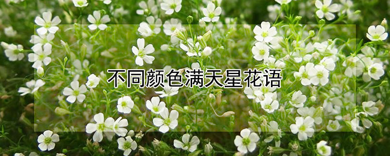 不同颜色满天星花语（不同花色的满天星花语）