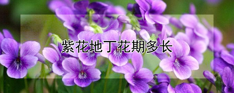 紫花地丁花期多长（紫花地丁开花期）