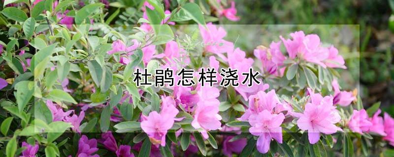 杜鹃怎样浇水 杜鹃怎样浇水最好